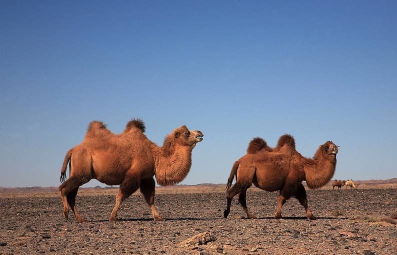 《沙漠骆驼》信工18-2班